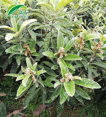 浮水植物菱角
